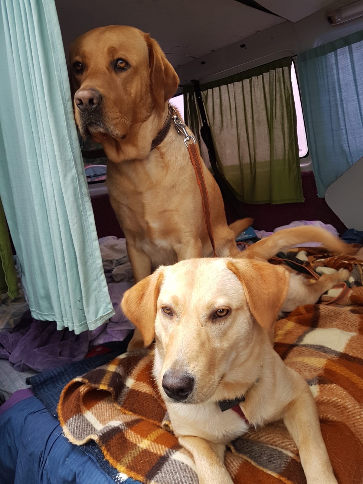 Murphy & Tiffy