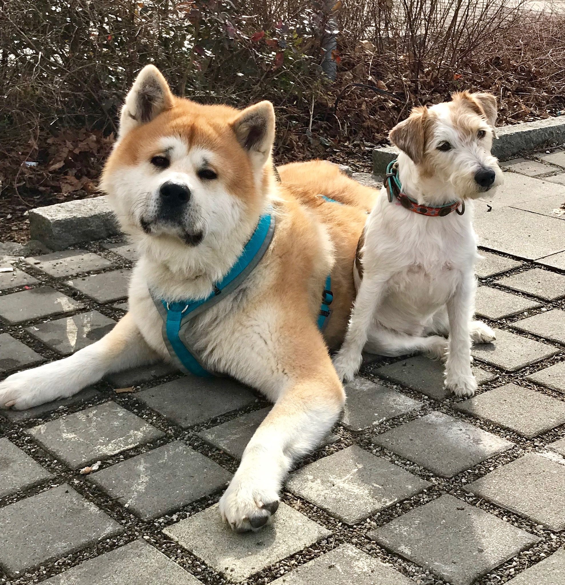 Akki & Bella