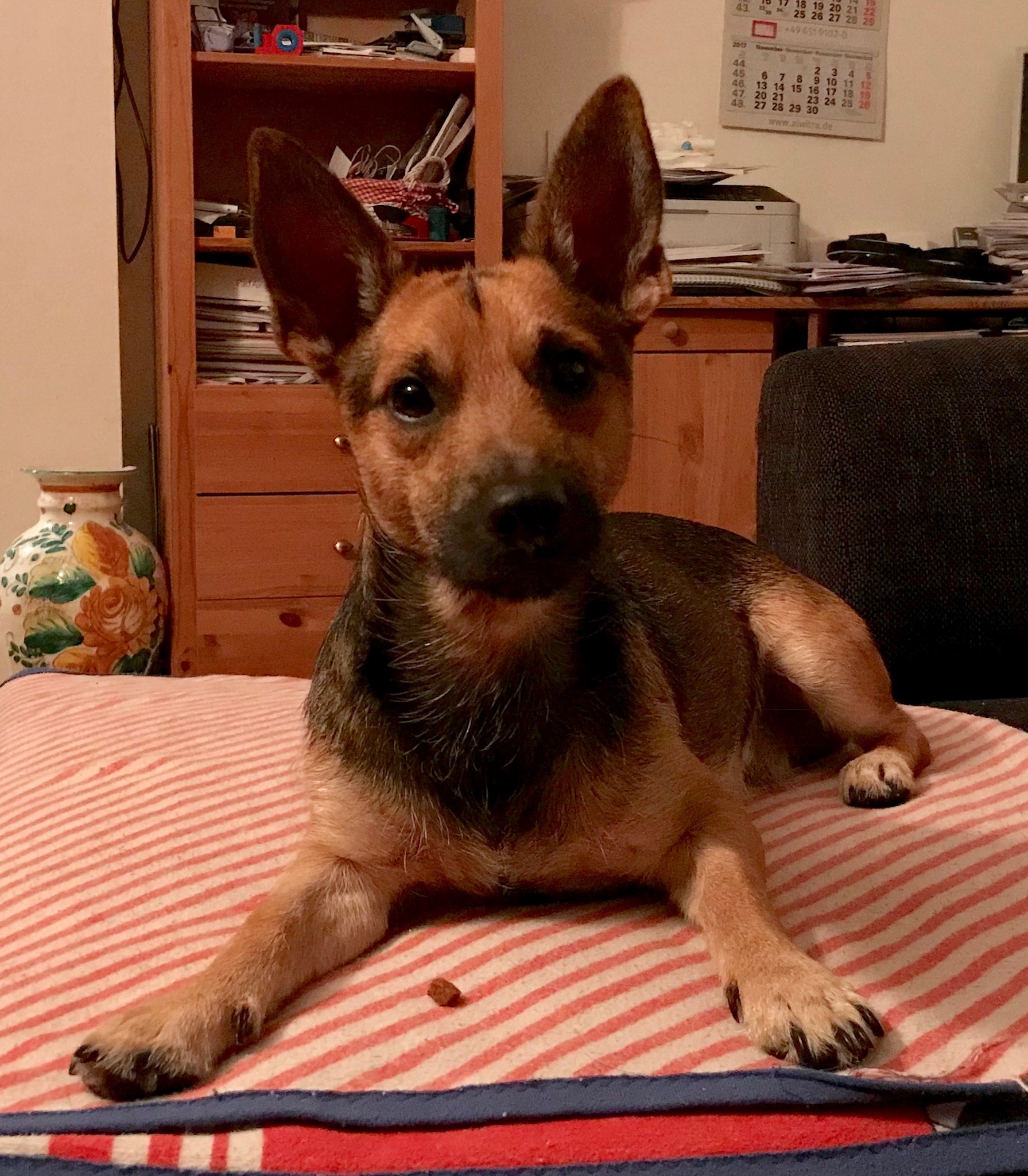 Chicco