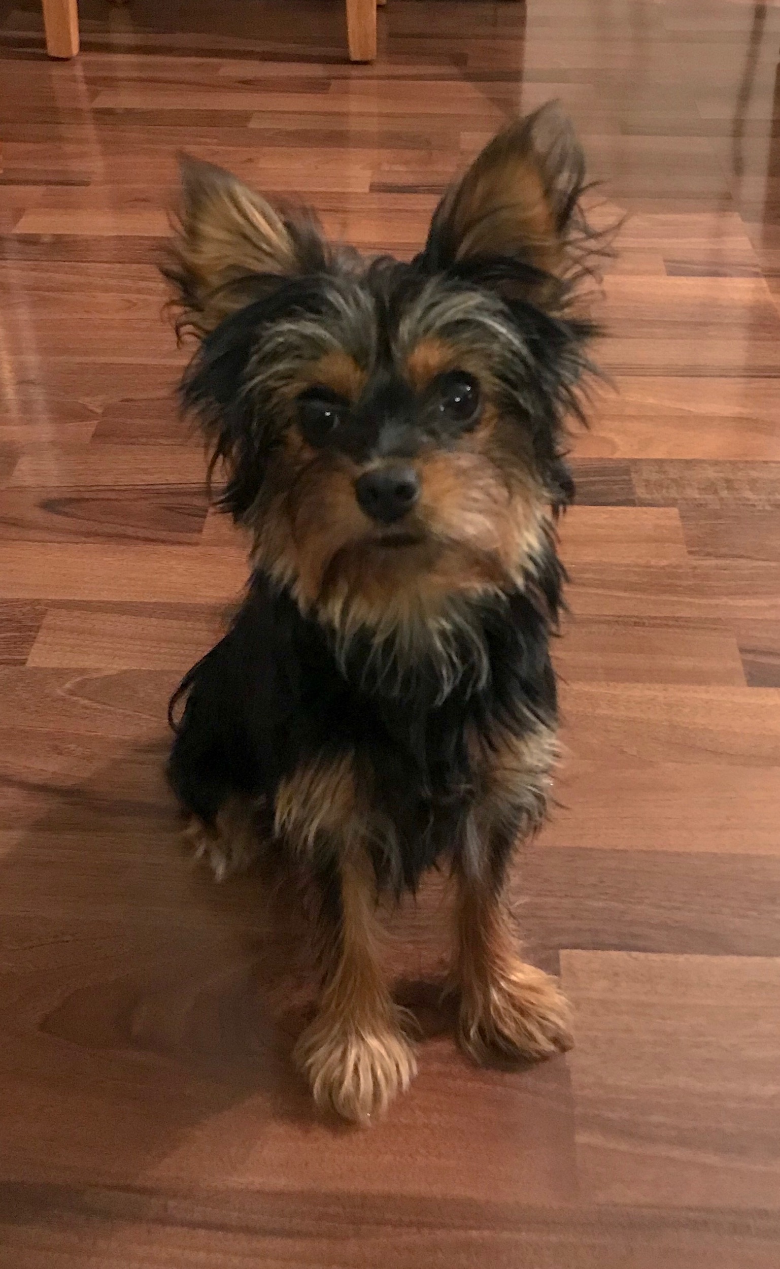 Nala