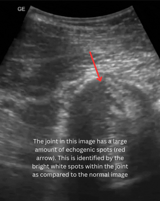 an ultrasound image that shows a large amount of echogenic spots which is not found in normal anatomy of the horses neck 