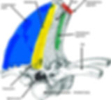 cross section of equine thoracolumbar spine depicting ligament and muscle attachments; interspinous ligament,supraspinous ligament, mudifidus, longissimus dorsi