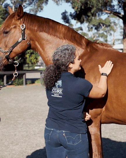 Melbourne equine veterinarian demonstrating belly lifts on a horse.