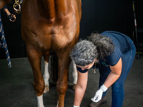 How Vets Use Nerve Blocks to Find Lameness in Horses