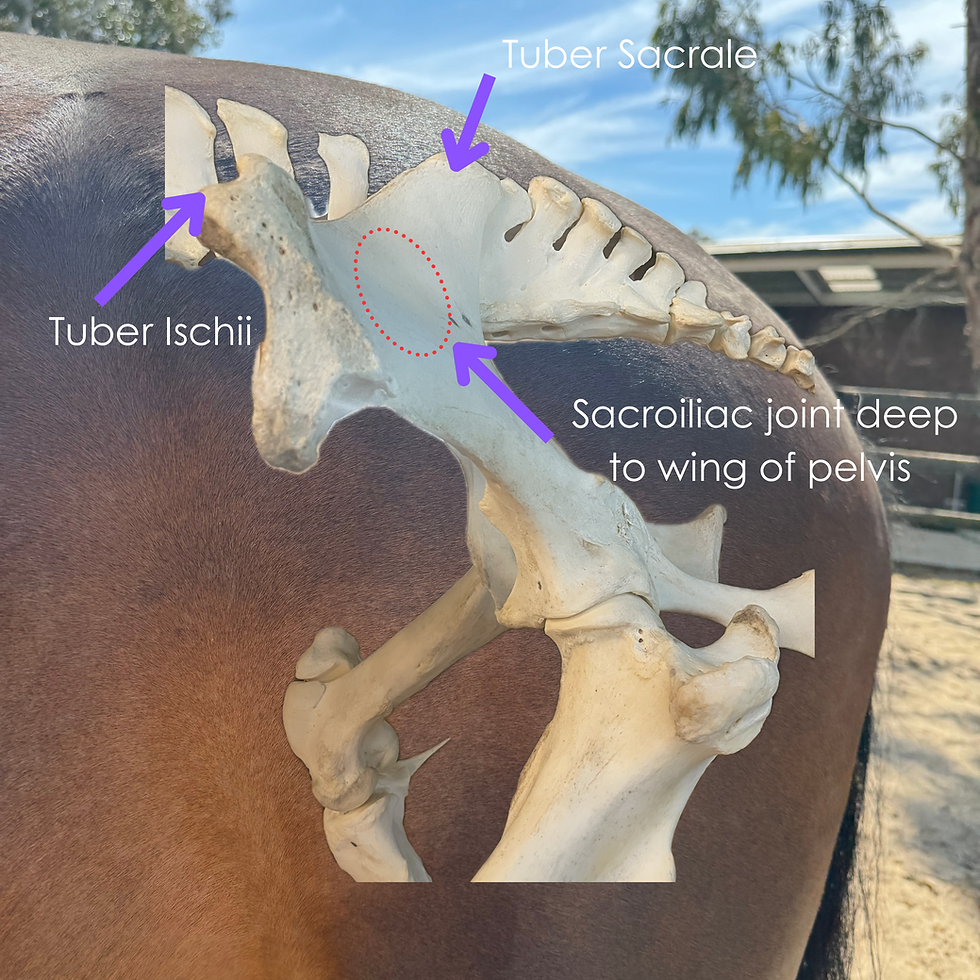 The Sacroiliac Joint