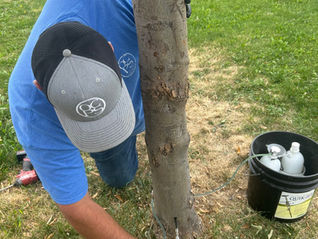 Tree Trunk Injection: Targeted Care for Stressed Trees