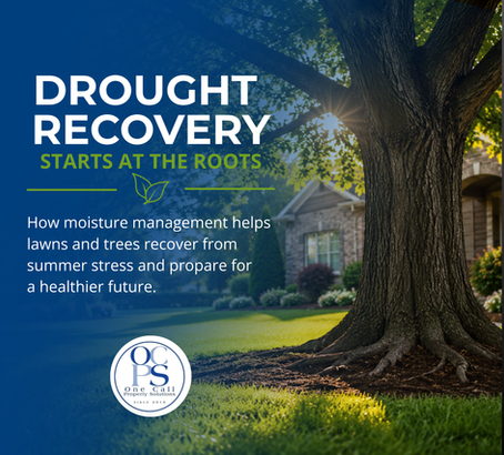 Drought Recovery for Lawns and Trees: Why Fall Is One of the Most Important Times to Treat