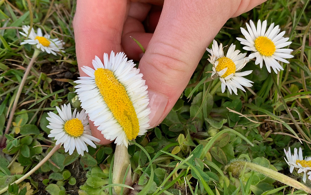 A daisy of changed shape !
