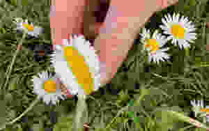 A daisy of changed shape !