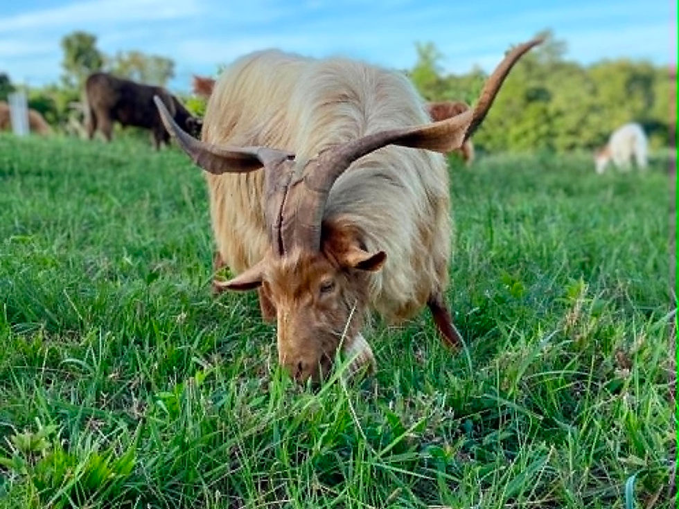British Guernsey Goats
