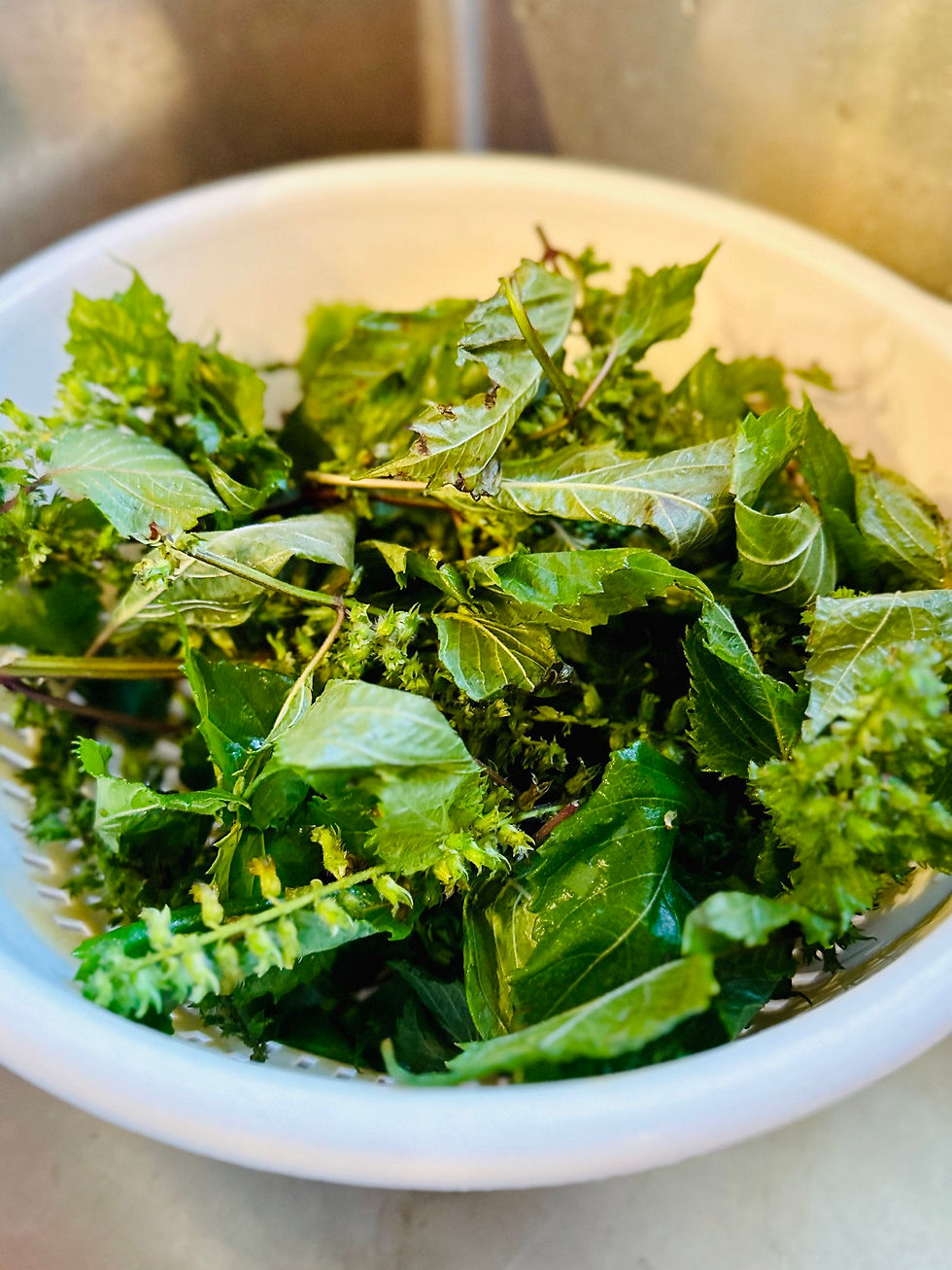 Eradicating Invasive Plant Species on the Homestead Without Using Herbicides