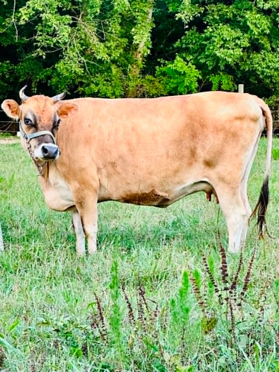 Jersey Cattle
