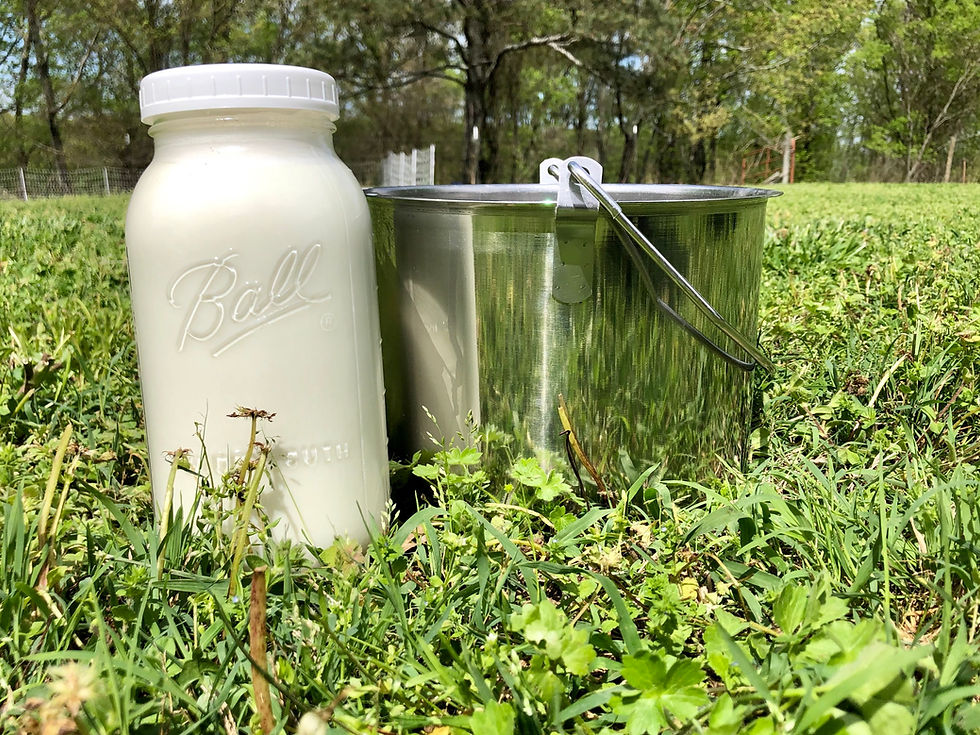 Let’s Compare and Contrast Pasteurized Milk vs. Raw Milk - It’s A Real Eye Opener!