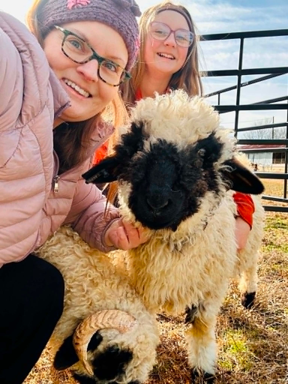 Valais Blacknose Sheep