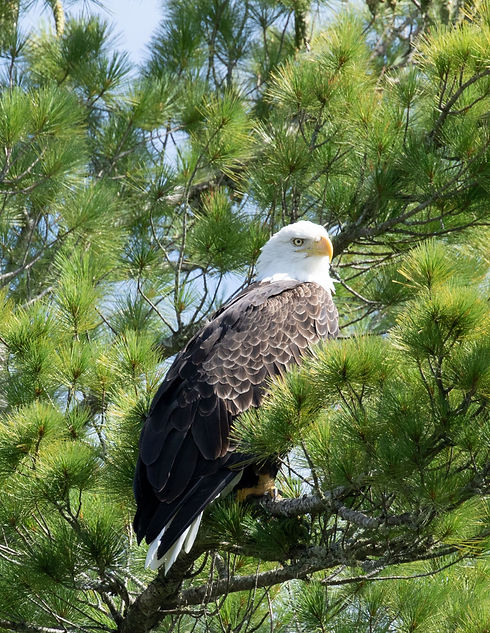Eagle14_edited.jpg