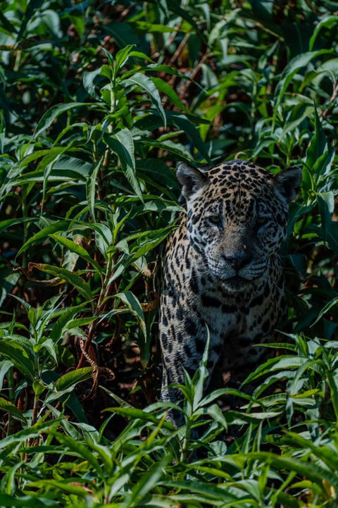 Close-up of a jaguar in the Pantanal wetlands