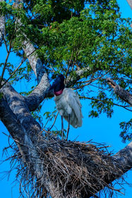 Bird in the tree during a Pantanal safari