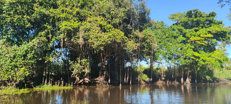 Vista do rio durante safári no Pantanal