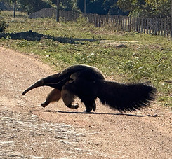 Giant anteater walking across the Pantanal grasslands