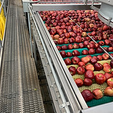 apple_packing.jpeg