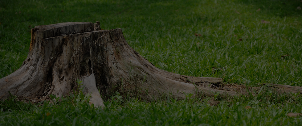 Tree stump for Valor Stump Removal grinding services