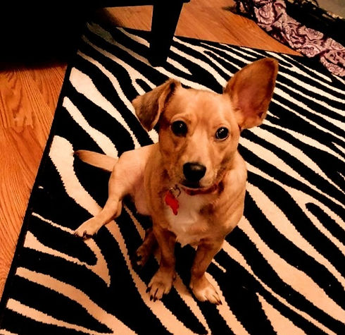 Penny_edited_edited_edited_edited.jpg