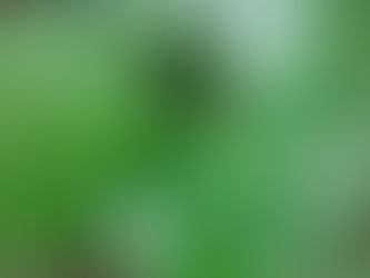 Kawakawa Balm Benefits: A Natural Path to Well-Being