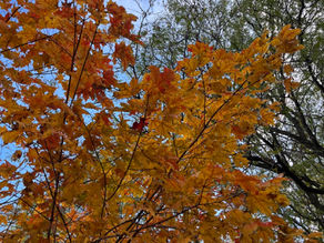 The Quiet Art of Letting Go: Lessons from the Trees