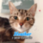 Heather