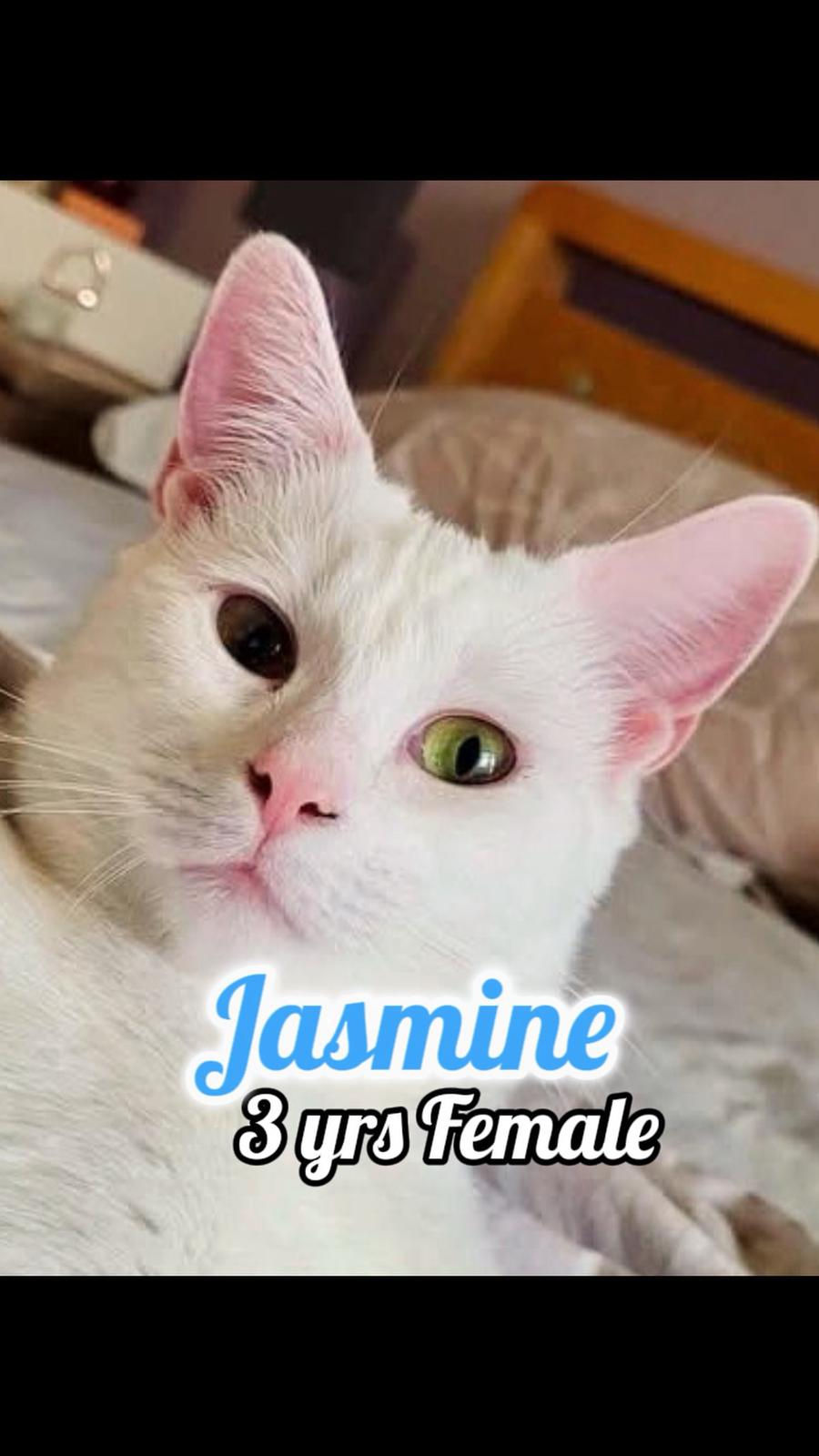 Jasmine