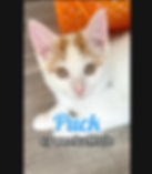 Puck
