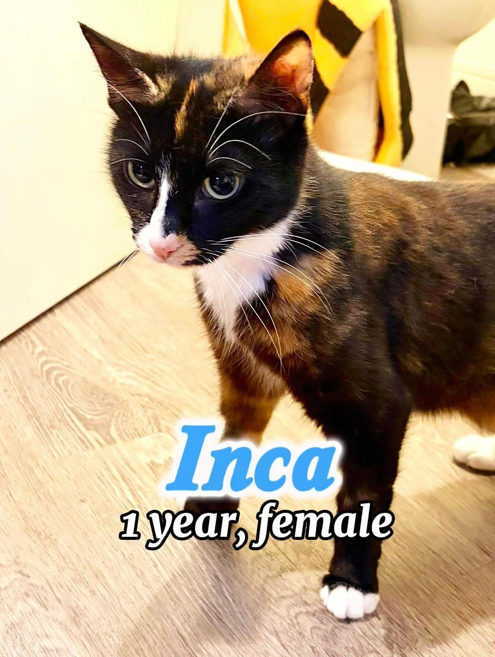 Inca