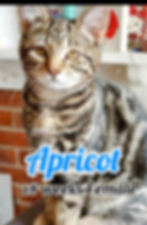Apricot