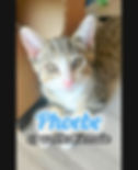 Phoebe