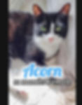 Acorn
