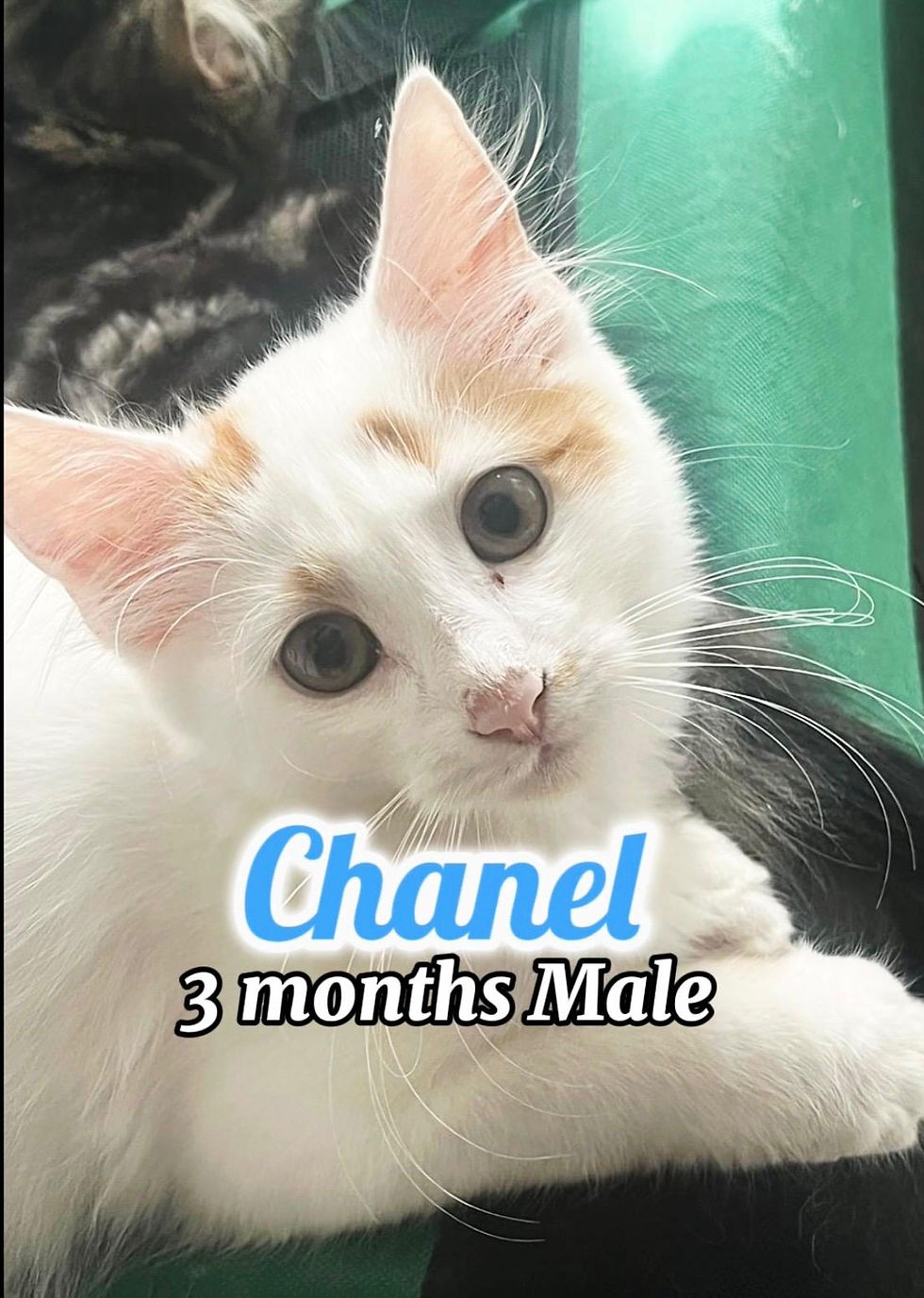 Chanel