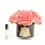 Thumbnail: COTE NOIRE - 5 ROSES - BLACK VASE - PEACH