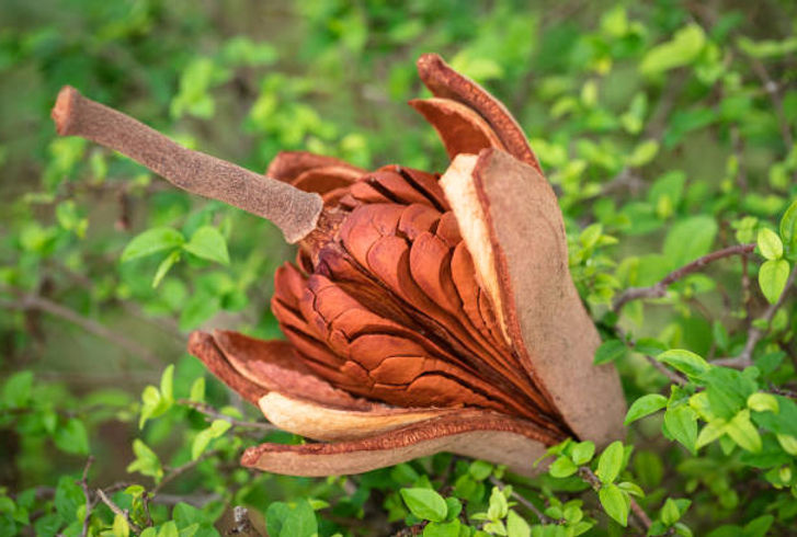 Mahogany seed supplier .jpg