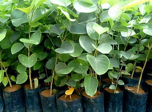 sandalwood-plant-nursery-supplier.jpg