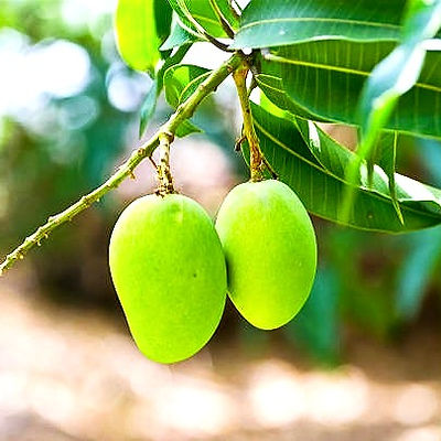 MANGO PLANT SUPPLIER .jpg
