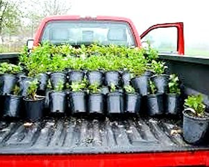 loaded plant vehicle .jpg