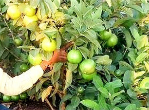 Grafted lemon plant supplier .jpg
