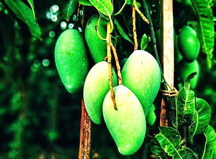 Grafted mango plant.jpg