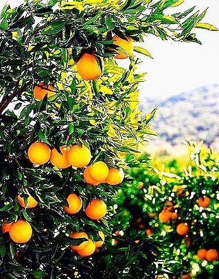 Grafted kagzi lemon plant.jpg