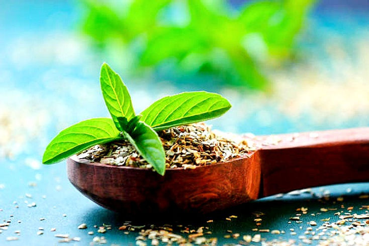Tissue culture plant supplier .jpg