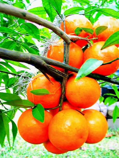 orange fruit plant supplier .jpg