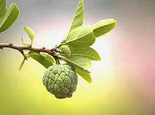 custard apple .jpg