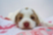 fullsizeoutput_13bd.jpeg