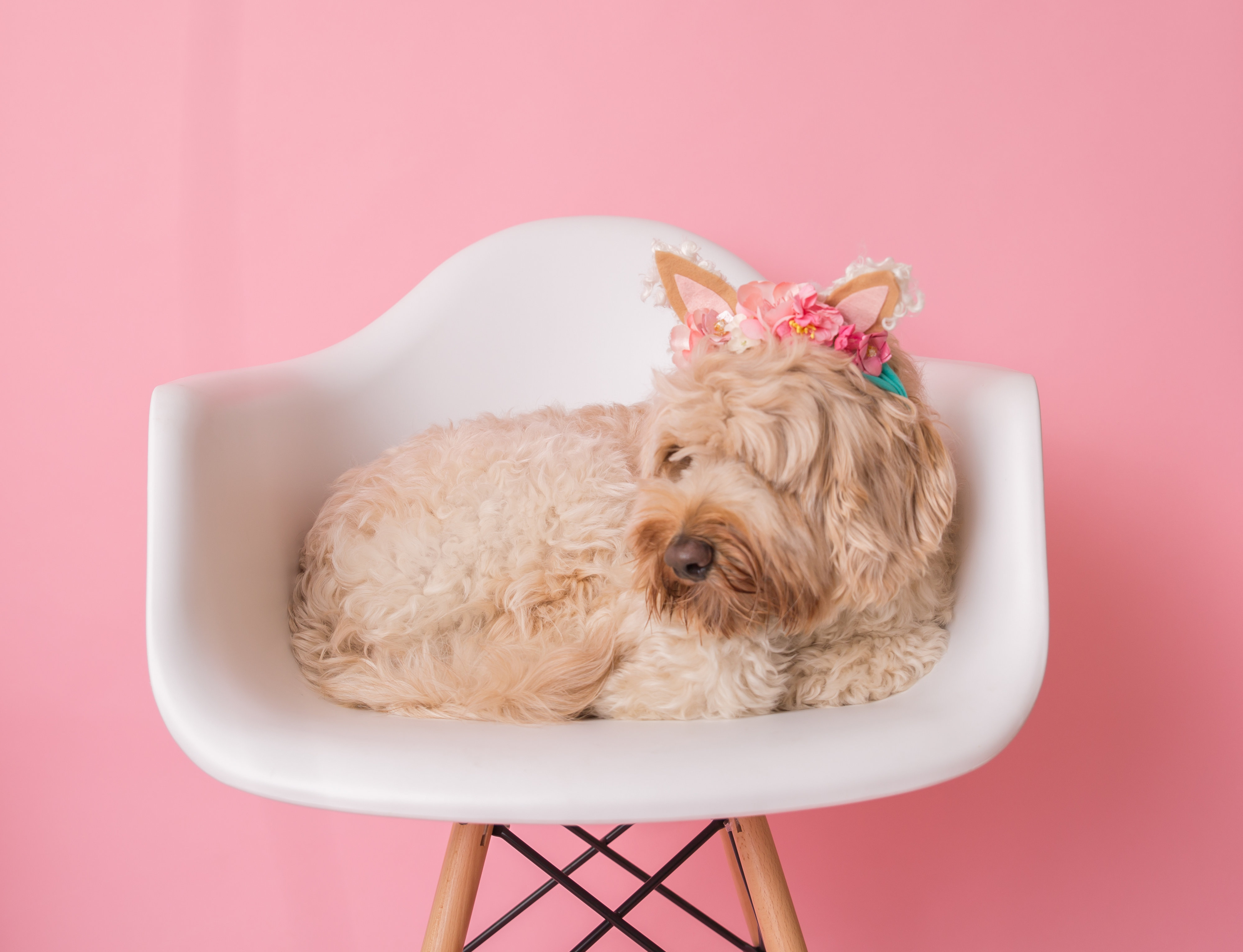 labradoodle breeders yorkshire