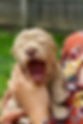 fullsizeoutput_13b8.jpeg